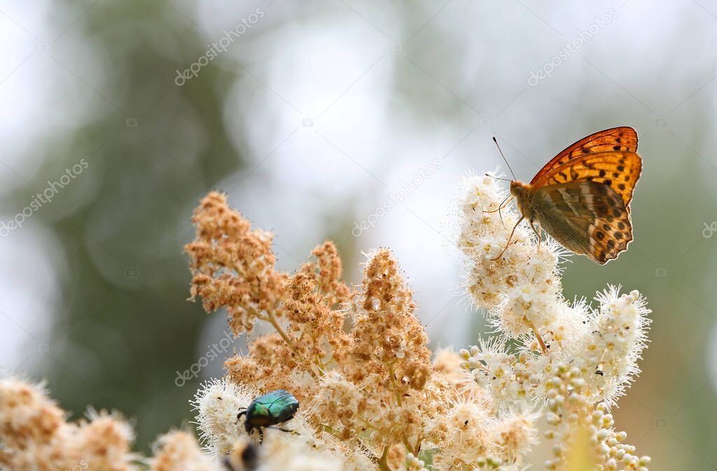 Silver washed fritillary and Rose chafer feeding on false spirea