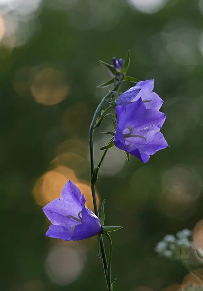 Hermosa Flor Papel Azul Florece Luz Noche — Foto de Stock