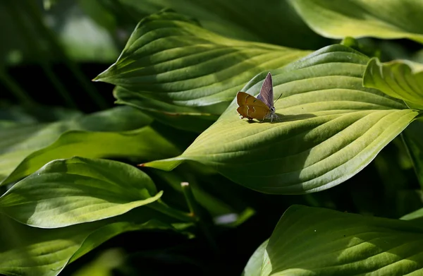 Una Rara Farfalla Lettere Bianche Che Riposa Giardino Foglie Piante — Foto Stock