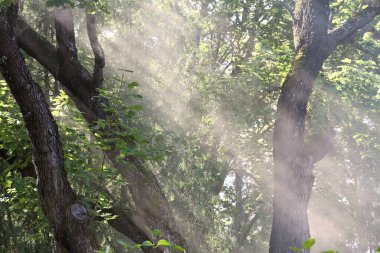 Güneş, sisli ağaçların arasından parlıyor. Işıklar ve gölgelerle ışıldıyor.