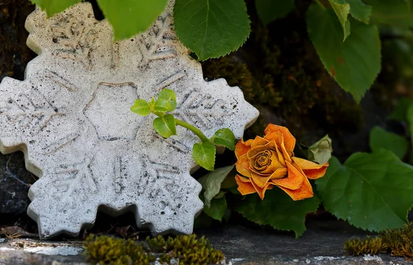 石の上にコンクリートのフレークでバラを色あせ — ストック写真