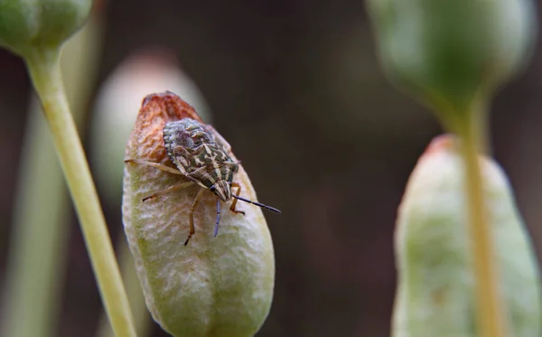 Una Ninfa Carpocoris Purpureipascar Piedi Semenzaio Fiore Iride — Foto Stock