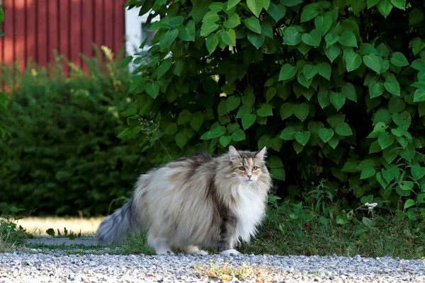 Norsk Skogkatt Hona Står Bredvid Landsväg Sommardag — Stockfoto