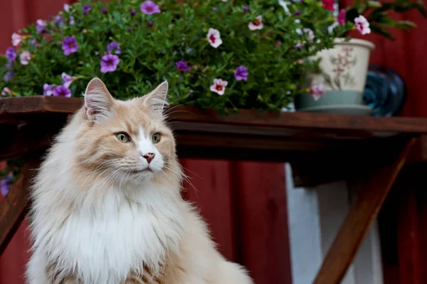 Chat Forestier Nordique Mâle Avec Des Fleurs Été Sur Fond — Photo