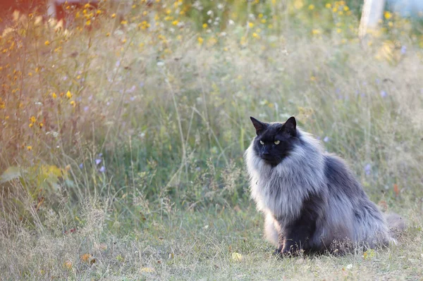 Gato Del Bosque Noruego Macho Con Heno Seco Flores Sobre — Foto de Stock