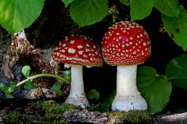 Deux Beaux Champignons Agariques Mouche Rouge Arrangement — Photo