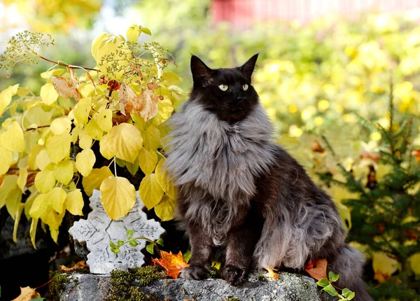 Przystojny Norweski Kot Leśny Mężczyzna Świeżym Powietrzu Jesiennym Świetle Żółtymi — Zdjęcie stockowe