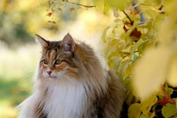 Μια Όμορφη Tortoiseshell Norwegian Δάσος Γάτα Θηλυκή Εξωτερικούς Χώρους Στο — Φωτογραφία Αρχείου