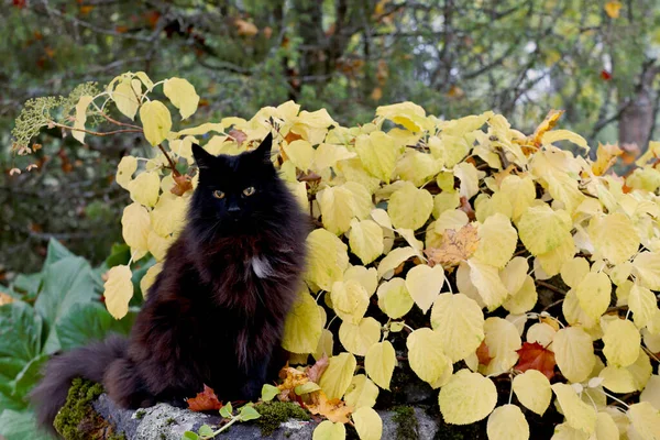 Bosque Negro Noruego Gato Hembra Aire Libre Ambiente Otoñal —  Fotos de Stock