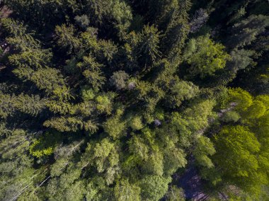 Nuuksio doğa rezervi, seçici odaklanma