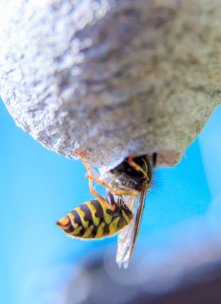 Wasp building — Stock Photo, Image