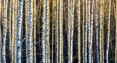 sonbahar huş ağacı orman