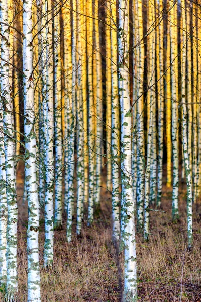 Bosque de abedul de otoño — Foto de Stock