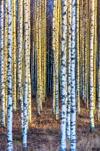 Bosque de abedul de otoño — Foto de Stock