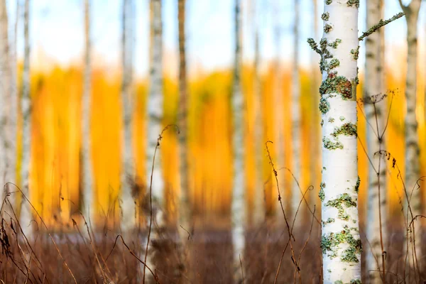 Forêt de bouleaux d'automne — Photo