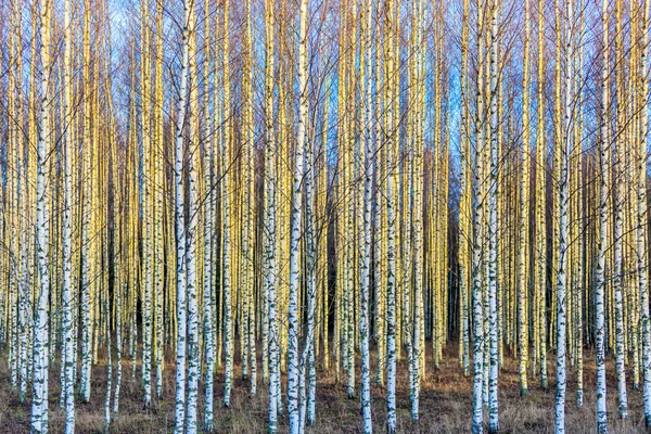 Autumn birch forest — Stock Photo, Image