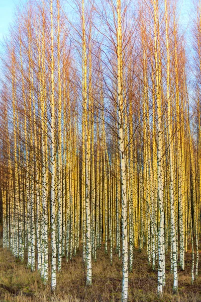 Bosque de abedul de otoño — Foto de Stock