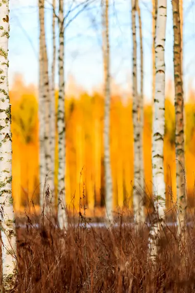 Höstens björkskog — Stockfoto