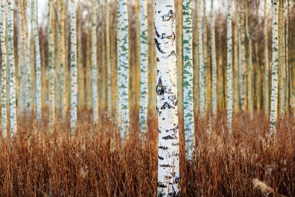 Herbst-Birkenwald — Stockfoto