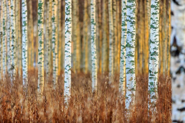 Floresta de bétula de outono — Fotografia de Stock