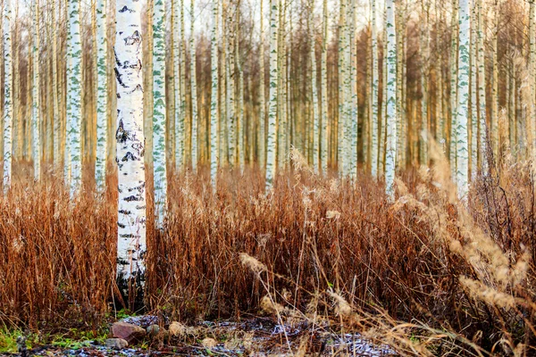 Herbst-Birkenwald — Stockfoto