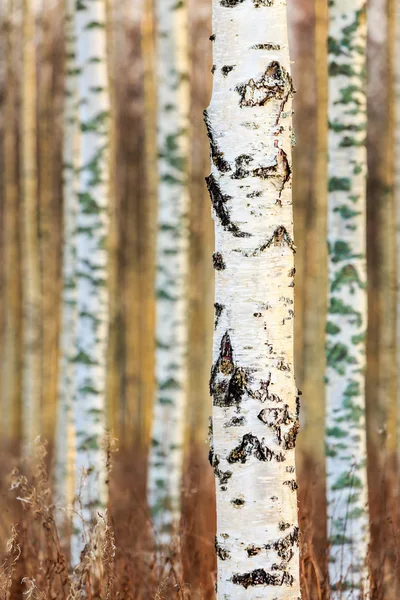 Herbst-Birkenwald — Stockfoto