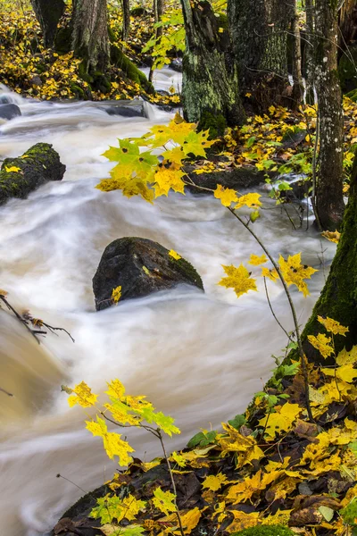 Rapids in the fall — Stock Photo, Image