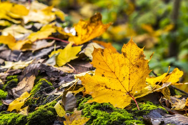 Rapides à l'automne — Photo