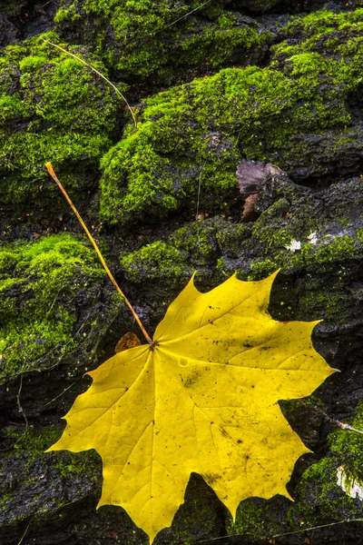 Rápidos en el otoño —  Fotos de Stock