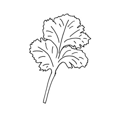 Kişniş filizi, elle çizilmiş siyah beyaz.