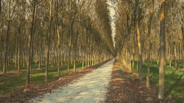 Mann auf Fahrrad überquert Waldweg — Stockvideo