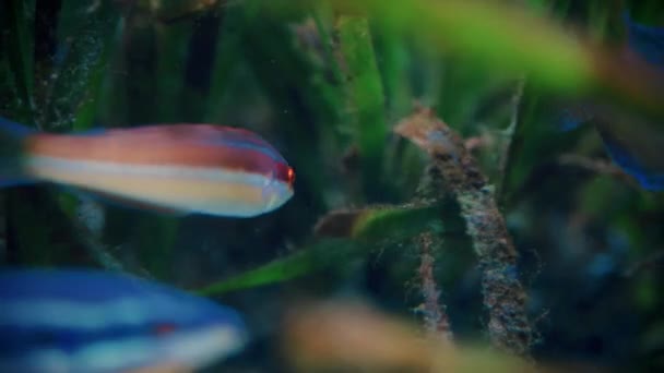 Red and blue fishes in sweet water — Stock Video