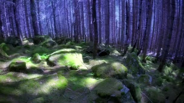 Fantasy skog med mossa på klippor — Stockvideo