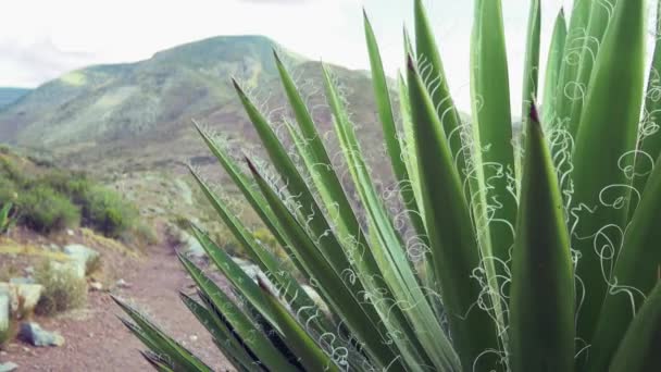 Cacto no deserto mexicano de perto — Vídeo de Stock