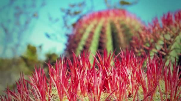 Cactus con espinas rojas en el desierto — Vídeos de Stock