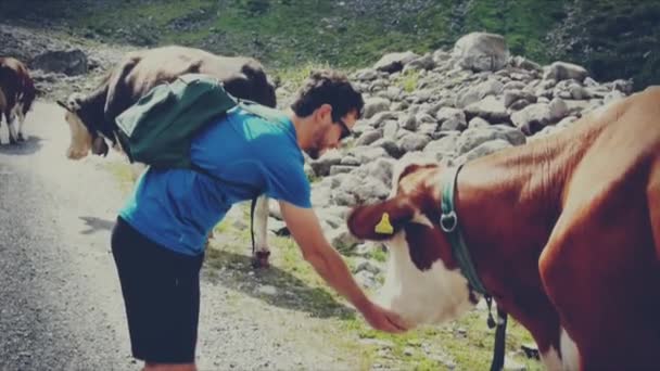 Tourist caressing friendly cow — Stock Video