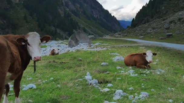 Trekkers y vacas en las montañas — Vídeos de Stock