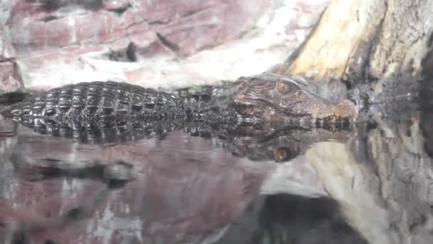 Perna de crocodilo e garras — Vídeo de Stock