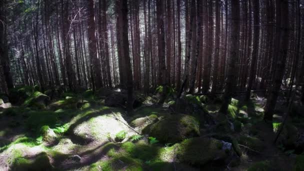 Fantasy forest moss hebben op rotsen — Stockvideo