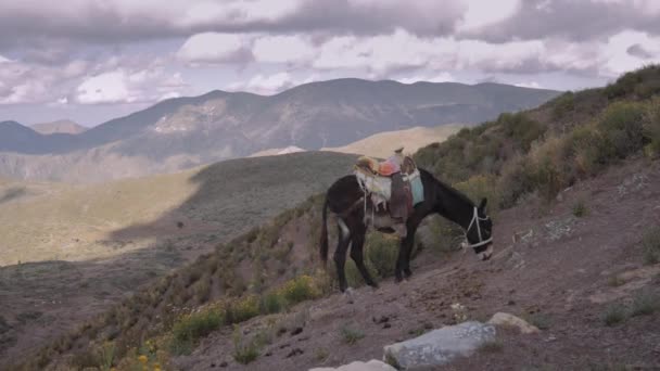 Pastoreio de burro em um promontório — Vídeo de Stock