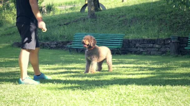 Hombre jugando con el cachorro en el parque — Vídeo de stock