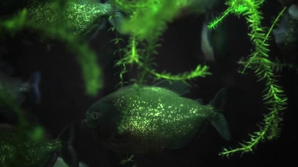 Флуоресцентные рыбы в глубоком океане — стоковое видео