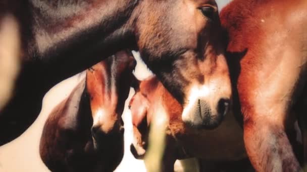 Herd of wild brown horses — Stock Video