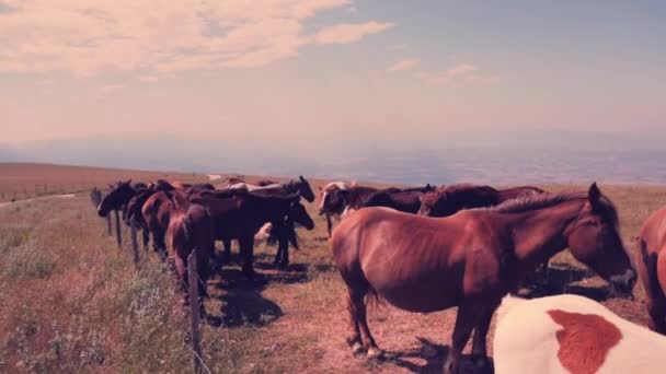 Kudde van wild bruin paarden — Stockvideo