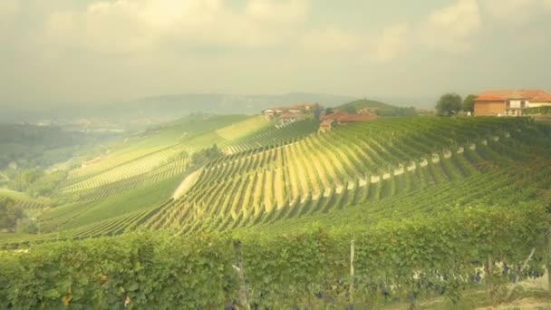 Green valley of grapewine rows — Stock Video