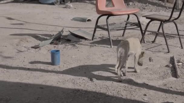 Malnourished puppy looking for some food — Stock Video