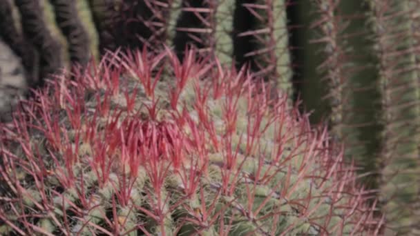 Épines rouges du cactus du tonneau — Video