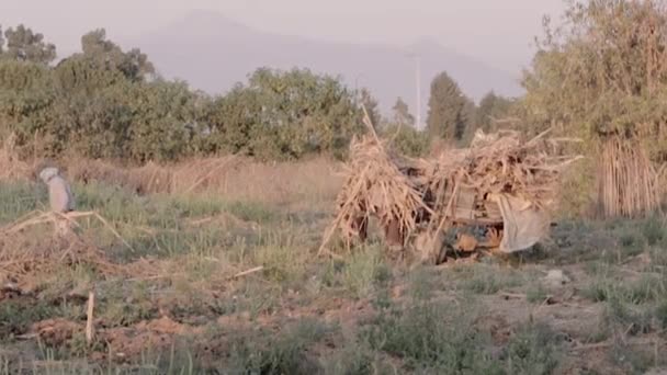 Camponeses pegando a colheita — Vídeo de Stock