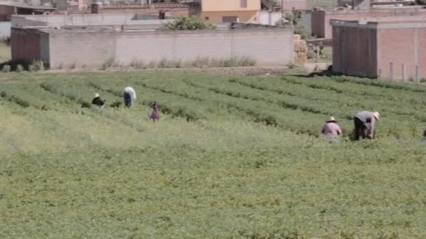 Camponeses pegando a colheita — Vídeo de Stock