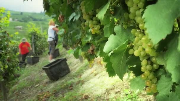 Los trabajadores cosechan la cosecha de uvas — Vídeos de Stock